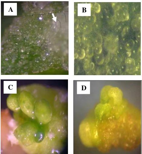 Gambar  12. Struktur kalus embriogenik dan embriosomatik  yang diinduksi dari aksis embrio pada media MS + 0.1 mg/l TDZ + 0