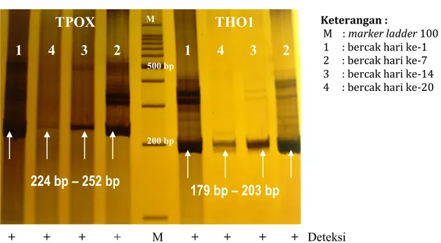 Gambar  1.  Visualisasi hasil PCR lokus TPOX dan THO1 pada bercak sampel