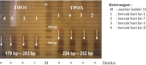 Gambar  2.  Visualisasi hasil PCR lokus TPOX dan THO1 pada bercak sampel 