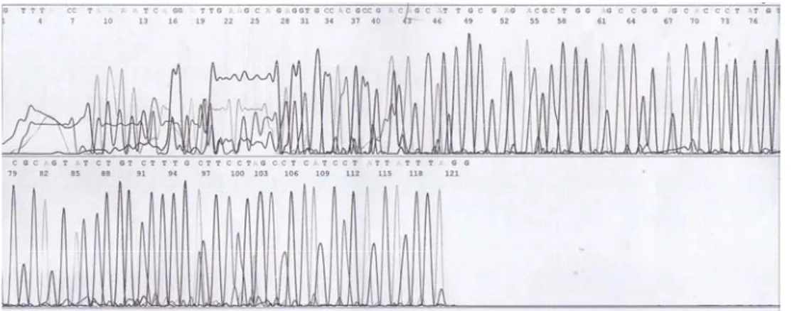 Gambar 2. Elektroforegram hasil sekuensing   Tabel 1 . Urutan nukleotida sampel  