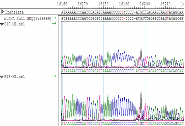 Gambar 4.7 Tampilan program seqman untuk analisis sampel GMR 