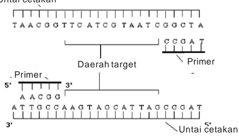 Gambar 7   Penempelan primer dengan untai DNA yang telah terdenaturasi     (Innis M., et al., 1990) 