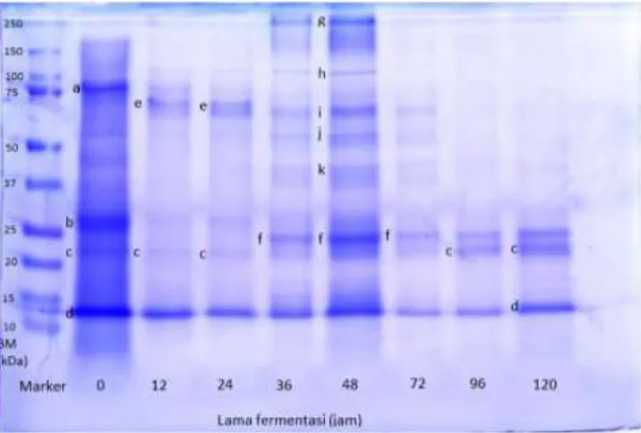 Gambar 5. Pola protein pada fermentasi tempe koro benguk  menggunakan inokulum Raprima
