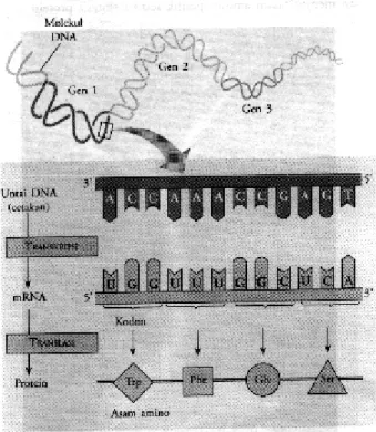 Gambar  11.  Untuk  setiap  gen,  salah  satu  dari  kedua  untai  DNA  berfungsi  sebagai  cetakan untuk trans kripsi