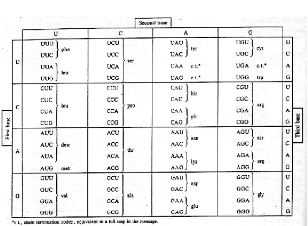 Tabel 1. Urutan basa pada DNA dan urutan basa komplementernya pada mRNA