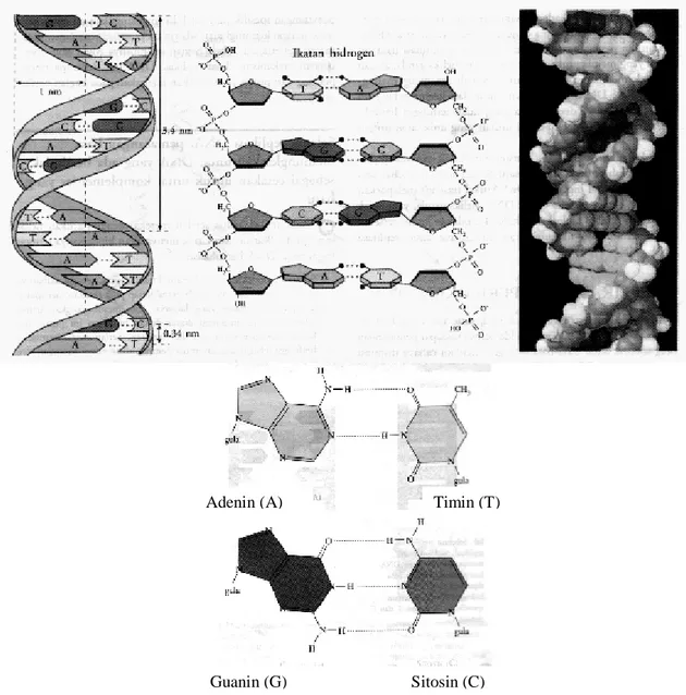 Gambar 2. Struktur doubel heliks DNA, dan komponen-komponen penyusunnya 
