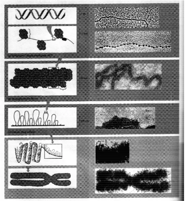 Gambar  3.  Tingkatan  pengemasan  kromatin,  rangkaian  tahap  perkembangan  dari  penggulungan    dan  pelipatan  DNA  yang  diakhiri    dengan  terbentuknya   kromosom metafase yang sangat padat