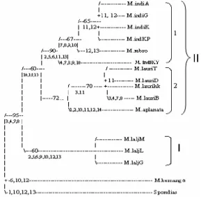 Gambar 1.  Kladogram paling parsimoni berdasarkan ciri morfologi Ket.: angka-angka pada percabangan adalah ciri diagnostik (merujuk pada                       Tabel 1)