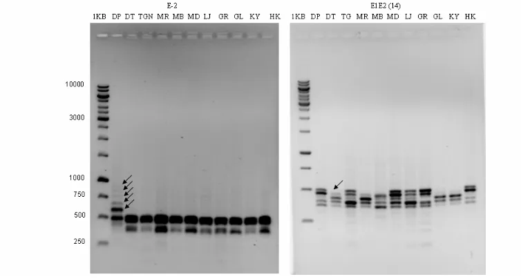 Gambar 2.  Profil pita DNA M. aplanata dan M. indica. masing-masing dengan primer E2 dan E1E3