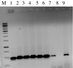 Gambar 5.  DNA produk PCR yang diperiksa dalam agarose 1,2% 