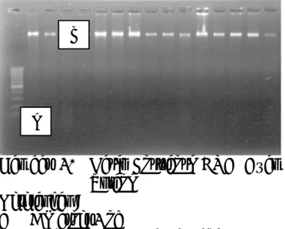 Gambar  1.    Hasil  Ekstraksi  DNA  Ayam  Tolaki