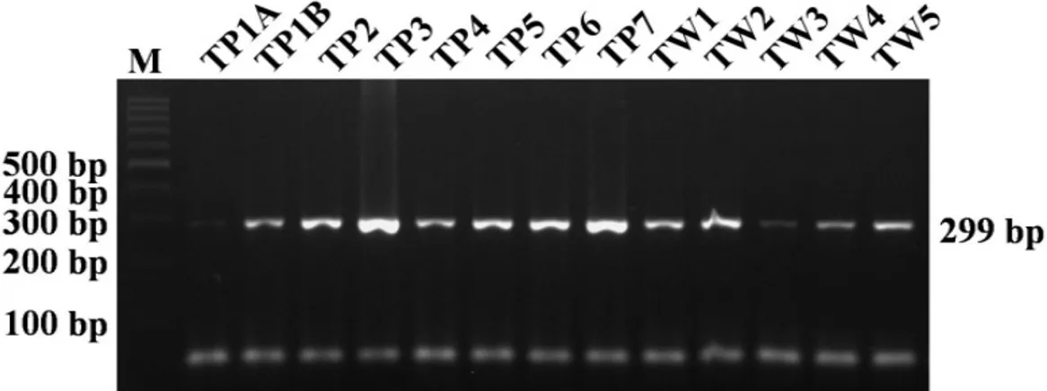 Gambar 2.  Hasil Amplifikasi PCR DNA Ayam Tolaki