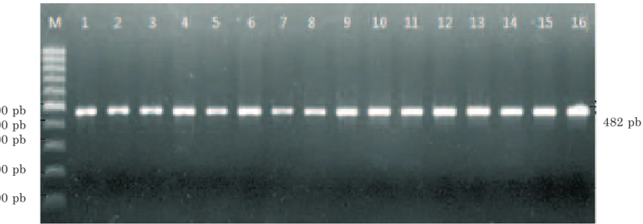 Gambar 2. Visualisasi penentuan SNP dengan metode DNA Sequencing pada posisi g-42988 G&gt;TGambar 1