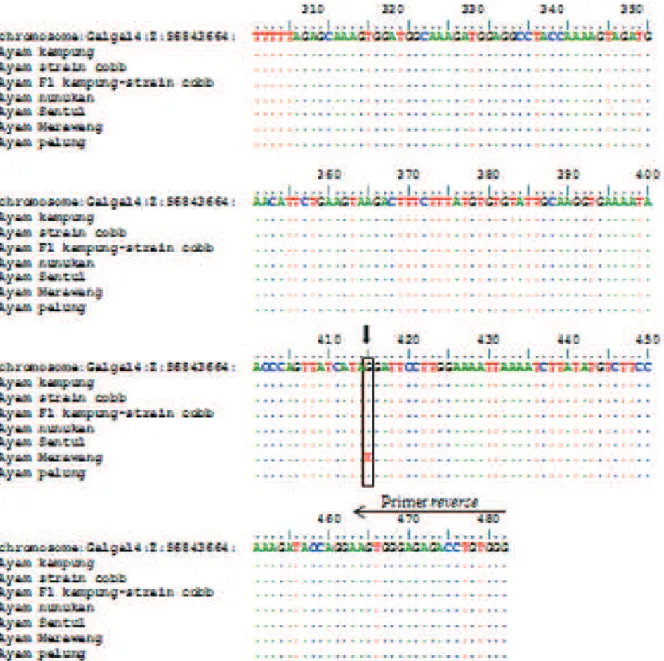 Gambar 3 (lanjutan). Perunutan sekuen gen CAST pada ayam dengan sekuen dari nomor akses CAST ENSGALG00000014682