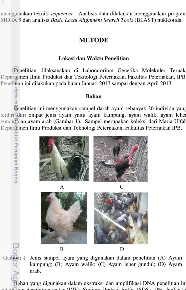 Gambar 1  Jenis  sampel  ayam  yang  digunakan  dalam  penelitian  (A)  Ayam  kampung;  (B)  Ayam  walik;  (C)  Ayam  leher  gundul;  (D)  Ayam  arab