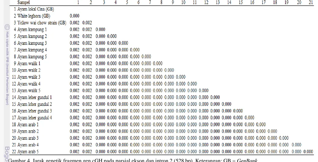 Gambar 4  Jarak genetik fragmen gen cGH pada parsial ekson dan intron 2 (528 bp). Keterangan: GB = GenBank 