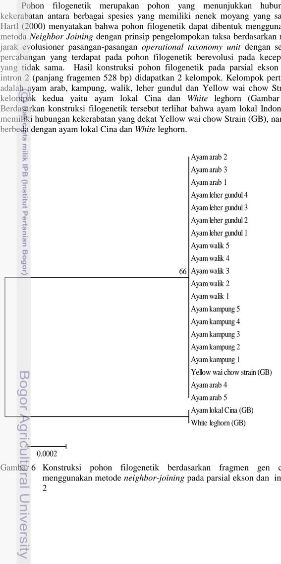 Gambar 6  Konstruksi  pohon  filogenetik  berdasarkan  fragmen  gen  cGH  menggunakan metode neighbor-joining pada parsial ekson dan  intron  2 