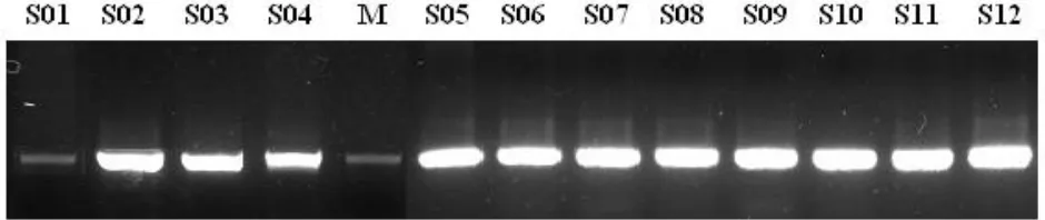Gambar 1. Elektroforesis DNA total hasil isolasi menggunakan Genomik DNAPurification Kit dari Promega
