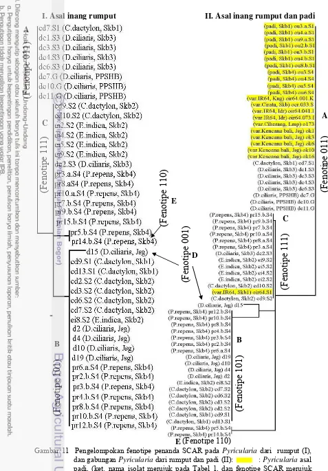 Gambar 11  Pengelompokan fenotipe penanda SCAR pada Pyricularia dari  rumput (I),  dan gabungan Pyricularia dari rumput dan padi (II):            : Pyricularia asal padi, (ket