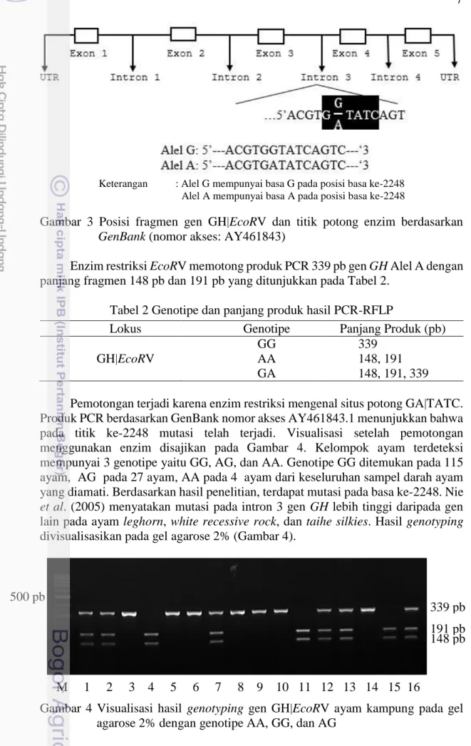 Gambar  3  Posisi  fragmen  gen  GH|EcoRV  dan  titik  potong  enzim  berdasarkan  GenBank (nomor akses: AY461843)
