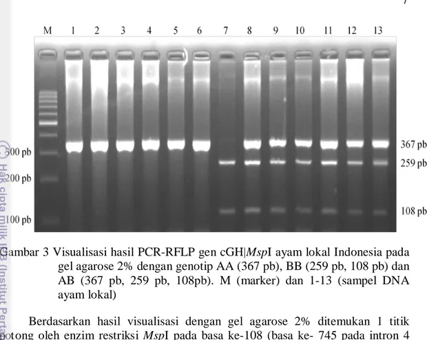 Gambar 3 Visualisasi hasil PCR-RFLP gen cGH|MspI ayam lokal Indonesia pada  gel agarose 2% dengan genotip AA (367 pb), BB (259 pb, 108 pb) dan  AB (367 pb, 259 pb, 108pb)