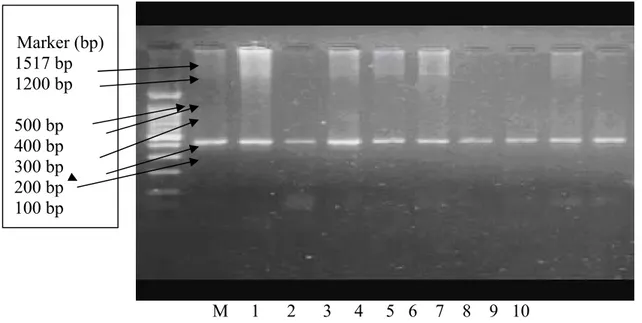 Gambar 1. Hasil Amplifikasi Sampel DNA Sapi Madura di  Pamekasan  Menggunakan  Primer Ghe5  