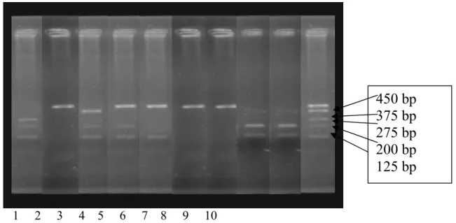 Gambar  2.  Bentuk  Pita  DNA  Marker  Kandidat  Gen  Pertumbuhan  Sapi  Madura  di    Pamekasan Hasil Pemotongan Menggunakan Enzim Haeiii 