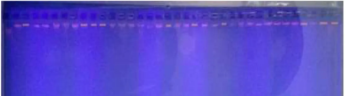 Gambar 2. Elektroforesis hasil produk PCR Gen hormon pertumbuhan.                    Keterangan : M = Marker, 1-7 = Sampel DNA 