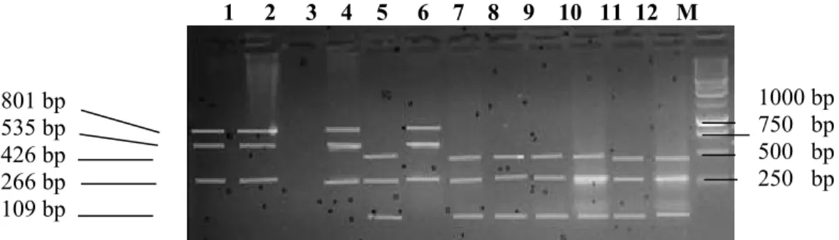Gambar 3. Hasil restriksi fragmen Gen GH menggunakan enzim MboII.  Posisi pemotongan enzim dapat dilihat pada gambar berikut ini : 
