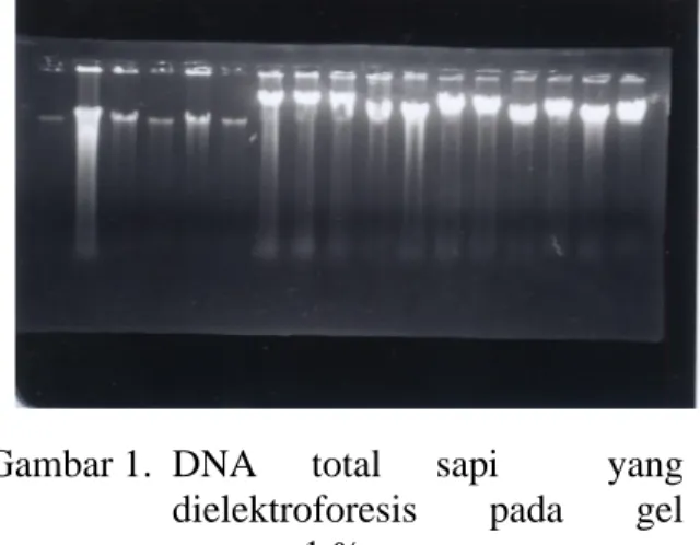 Gambar 1.  DNA  total  sapi   yang  dielektroforesis  pada  gel  agarosa 1 %  