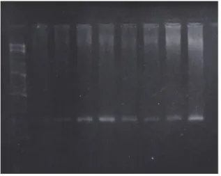 Gambar 3.  Fotograf  gel  agarosa  yang  menunjukkan  spesifitas  hasil  PCR  dengan  menggunakan  primer  DNA  dari  gen   meat  tenderness