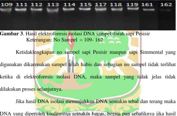 Gambar 3. Hasil elektroforesis isolasi DNA sampel darah sapi Pesisir   Keterangan: No Sampel  = 109- 162  