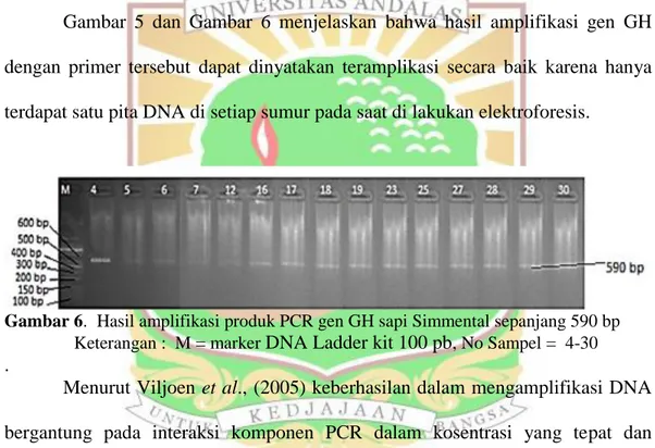 Gambar 6.   Hasil amplifikasi produk PCR gen GH sapi Simmental sepanjang 590 bp      Keterangan :  M = marker DNA Ladder kit 100 pb, No Sampel =  4-30  