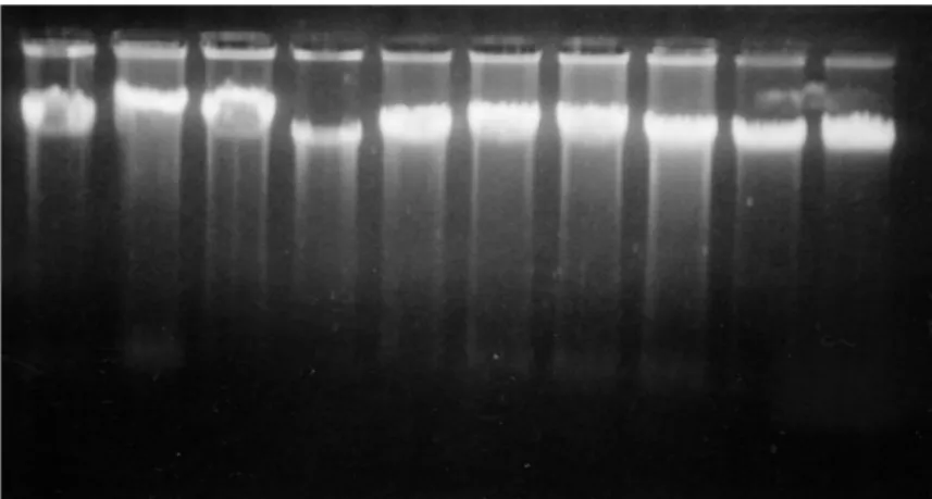 Gambar 1. DNA total sapi PO hasil isolasi yang dielektroforesis pada gel agarosa 0,8% 