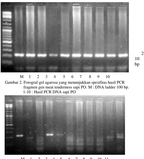 Gambar 3. Fotograf gel agarosa memperlihatkan adanya variasi DNA pada 210 bp fragmen 