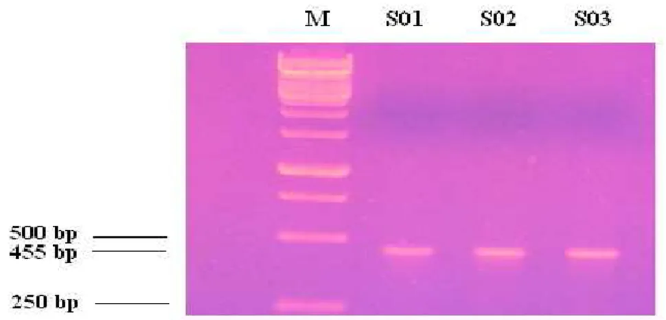 Gambar 1.  Electroforesis  hasil  amplifikasi daerah  ujung  gen GH  (Keterangan  :  M  =  Marker  ,  S01-S03 = sampel individu)