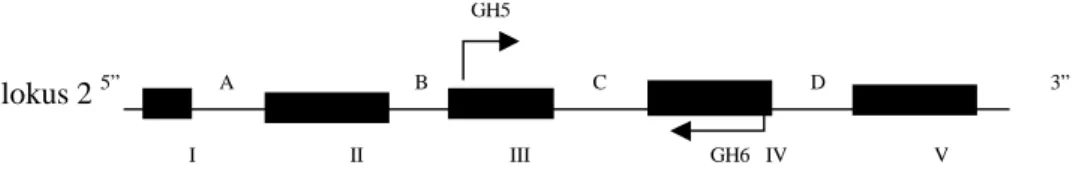 Gambar 1.  Diagram secara skematis menunjukkan posisi fragmen gen hormon pertumbuhan lokus 2 (GHL-2) fragmen terdiri dari 329 bp yang memanjang dari exon III dan exon IV diamplifikasi dengan PCR dengan primer GH5 dan GH6 (Sutarno, 2000).