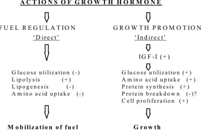Gambar 1. Skema menunjukkan pengaruh hormon pertumbuhan pada mobilisasi bahan untuk energi dan 