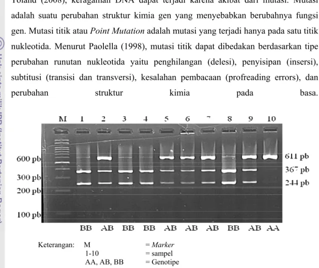 Gambar 6.  Pola Pita Gen Pit1|Hinf1 pada Gel Agarose 2% 
