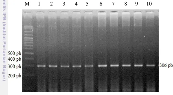 Gambar  4. Visualisasi Amplifikasi PCR Fragmen Gen FSHR Menggunakan Gel  Agarose 1,5 %