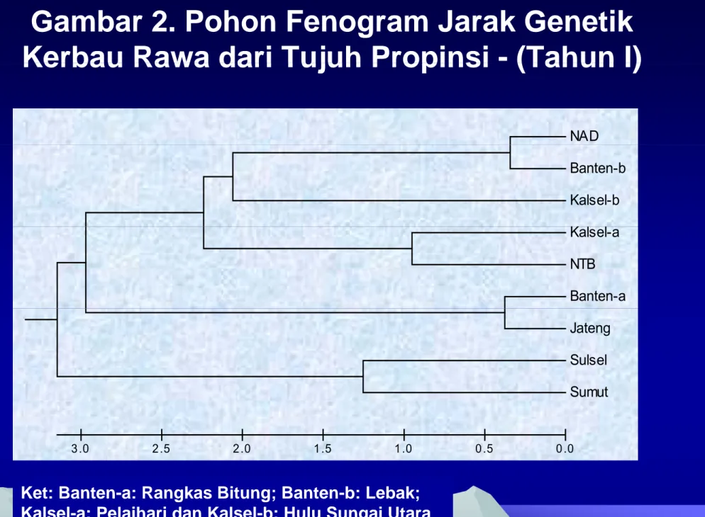 Gambar 2. Pohon Fenogram Jarak Genetik  Kerbau Rawa dari Tujuh Propinsi - (Tahun I)Kerbau Rawa dari Tujuh Propinsi  (Tahun I)
