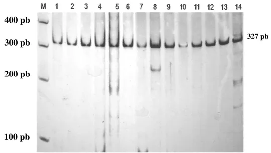 Gambar 1. Hasil Amplifikasi Gen Hormon Pertumbuhan dengan PCR dalam  Gel 6%   Poliakrilamida 
