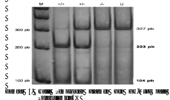 Gambar  3.  Hasil  Pemotongan  Fragmen  Gen  GH-MspI  pada  Gel  Poliakrilamida 6% 