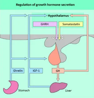 Gambar 2.1. Regulasi sekresi hormon pertumbuhan (GH) (Besser dan  Thorner, 2007).