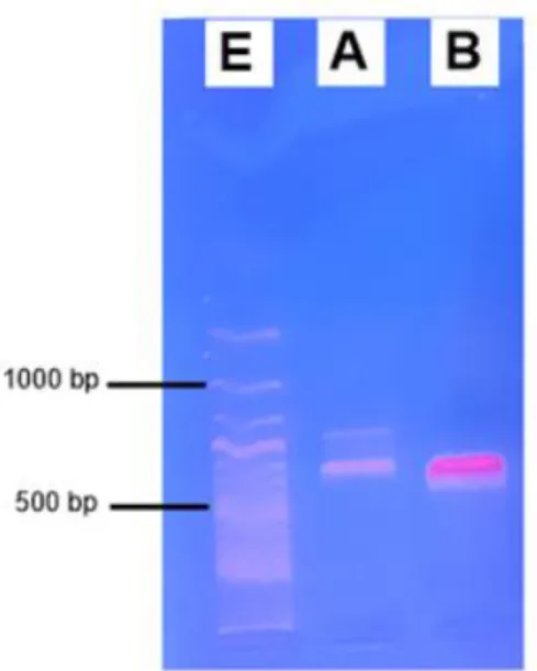 Gambar 2. Hasil deteksi gen VGSC di dusun  Malangrejo 