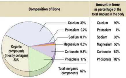 Gambar  2.  Kandungan  mineral  dalam  tulang  dan  jumlah  total  mineral  dalam tubuh pada tulang 