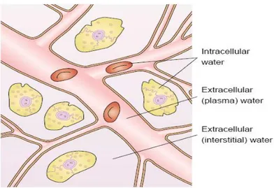 Gambar 3. Distribusi cairan tubuh pada kompartemen ekstraseluler dan                      intraseluler 