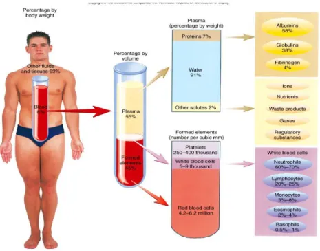 Gambar 5. Determinasi darah dalam tubuh 