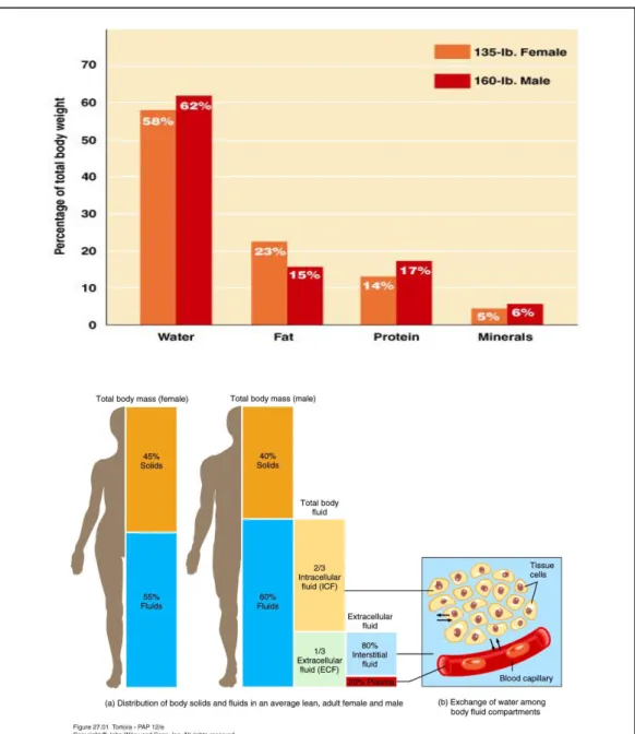 Gambar 6. Perbedaan komposisi cairan tubuh antara laki-laki dan perempuan 