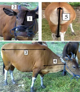 Gambar 2. Cara pengukuran panjang sapi bali  1.  Panjang  kepala  adalah  ukuran  terpanjang  